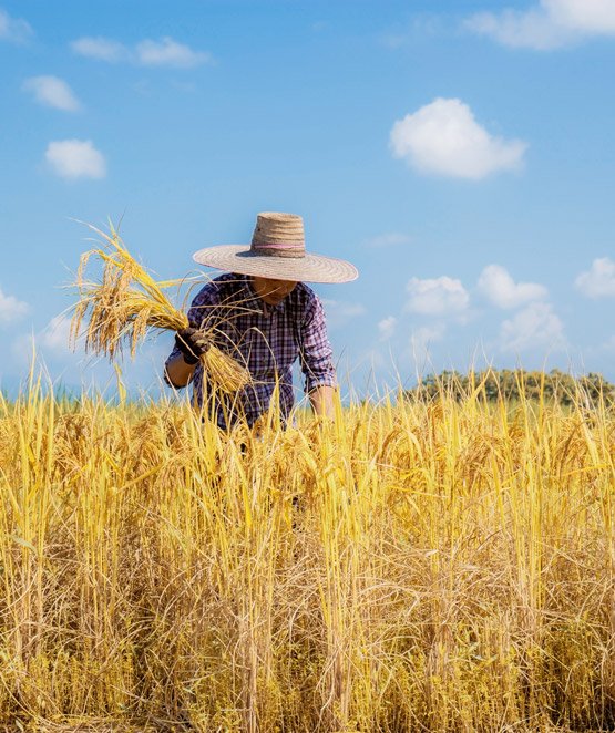 Agricultura en Lleida